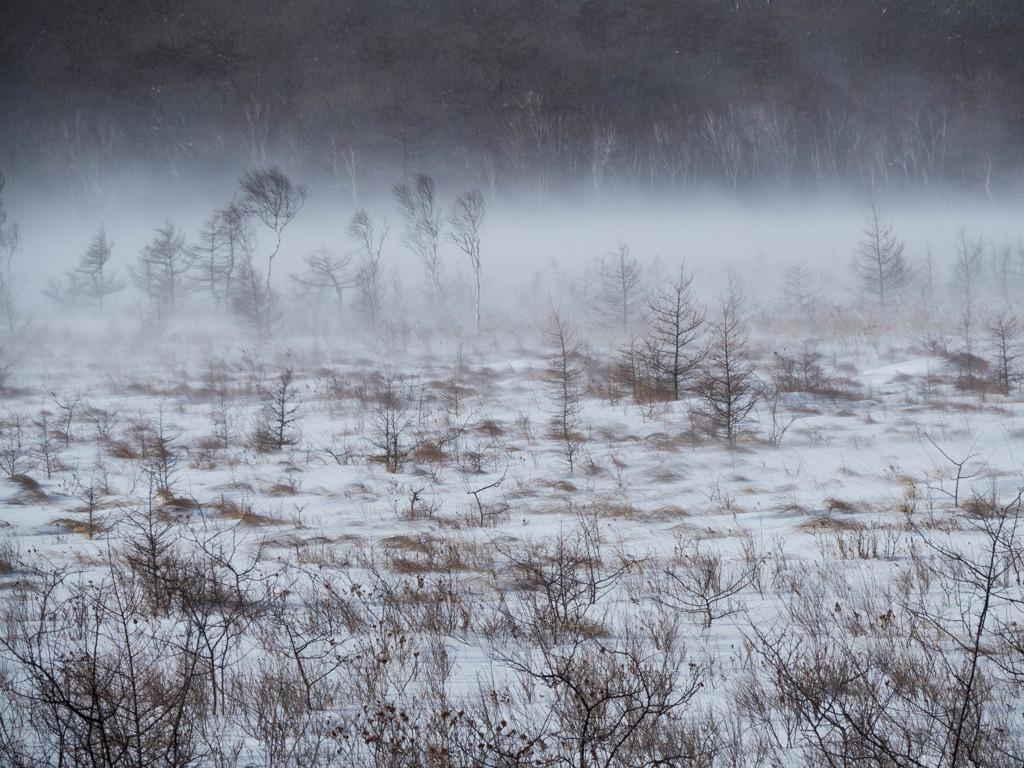 戦場ヶ原の地吹雪　2