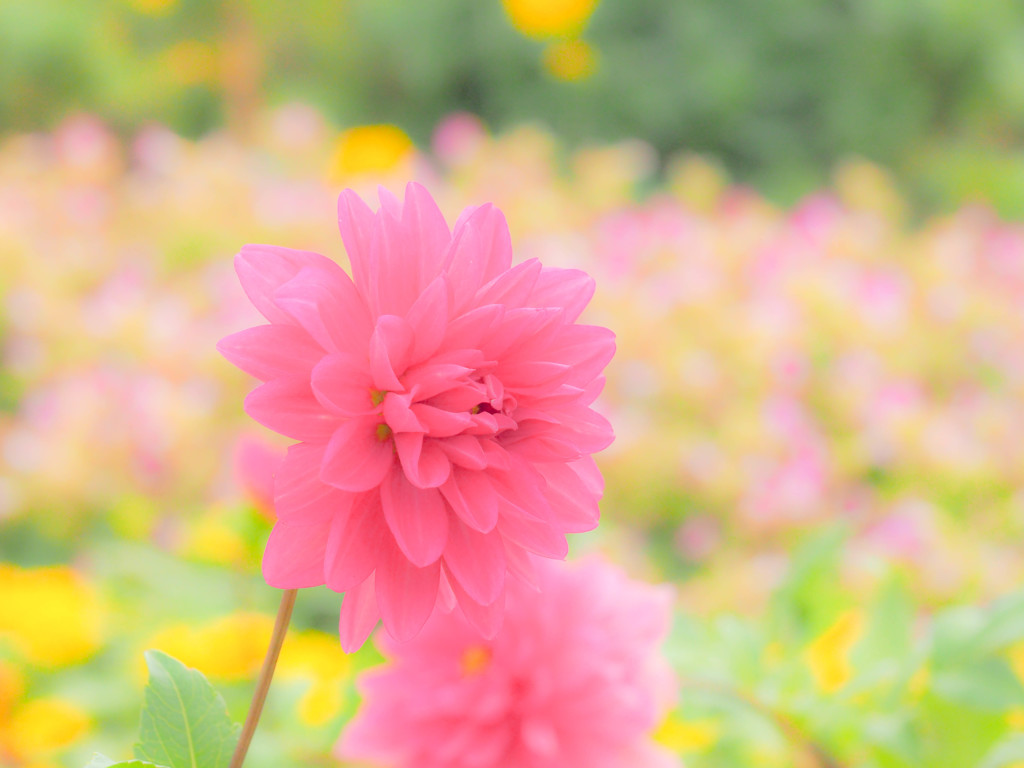花の命