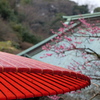 春来る
