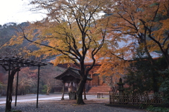 早朝の妙本寺