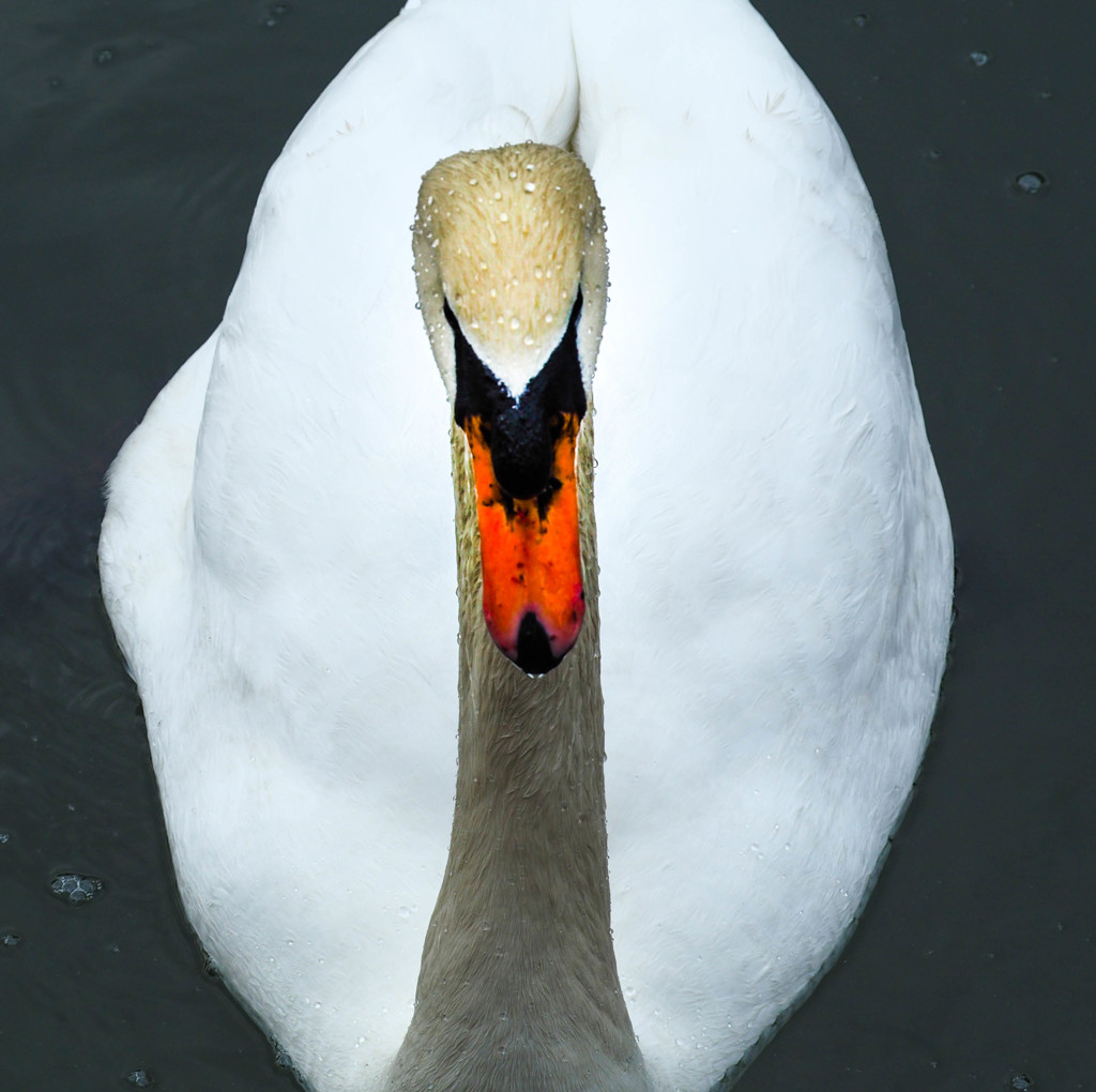 正面から見ると