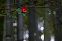 竹林の華