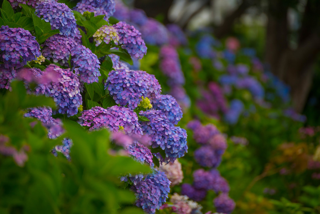 紫陽花の微笑み