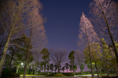 公園の夜