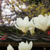 門前に咲く