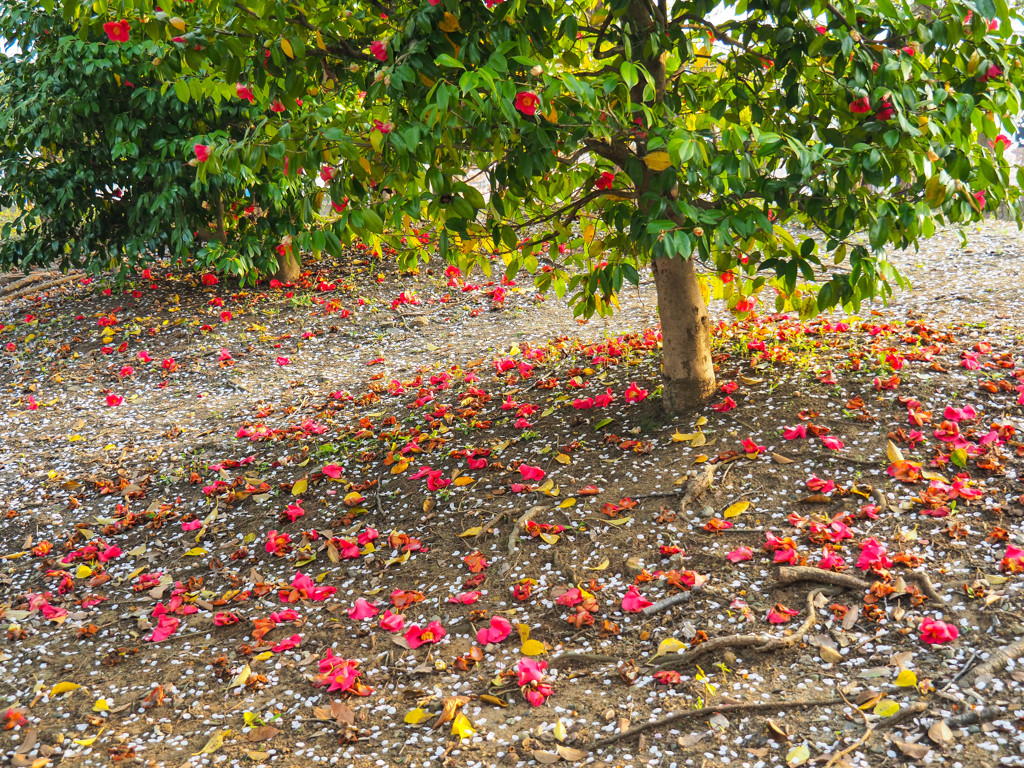 花の命は・・・・・・・