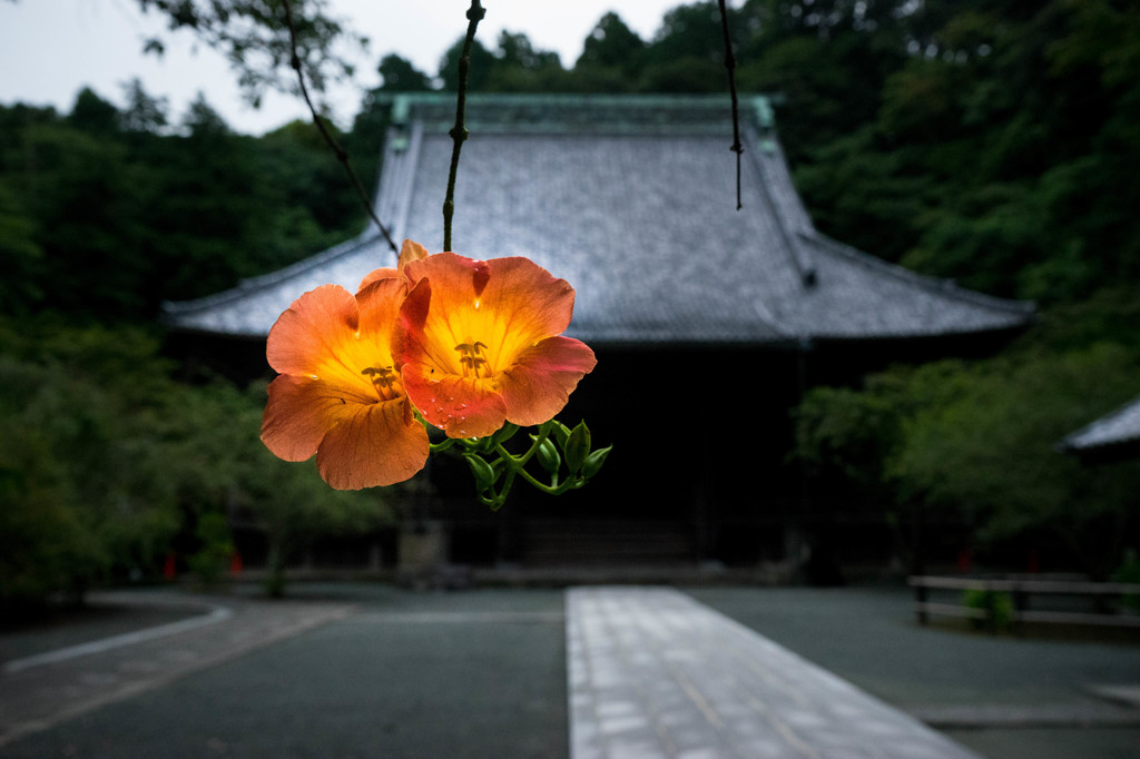 花咲く寺