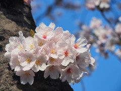 幹桜　1