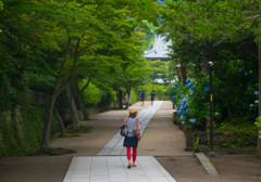 鎌倉の散歩道