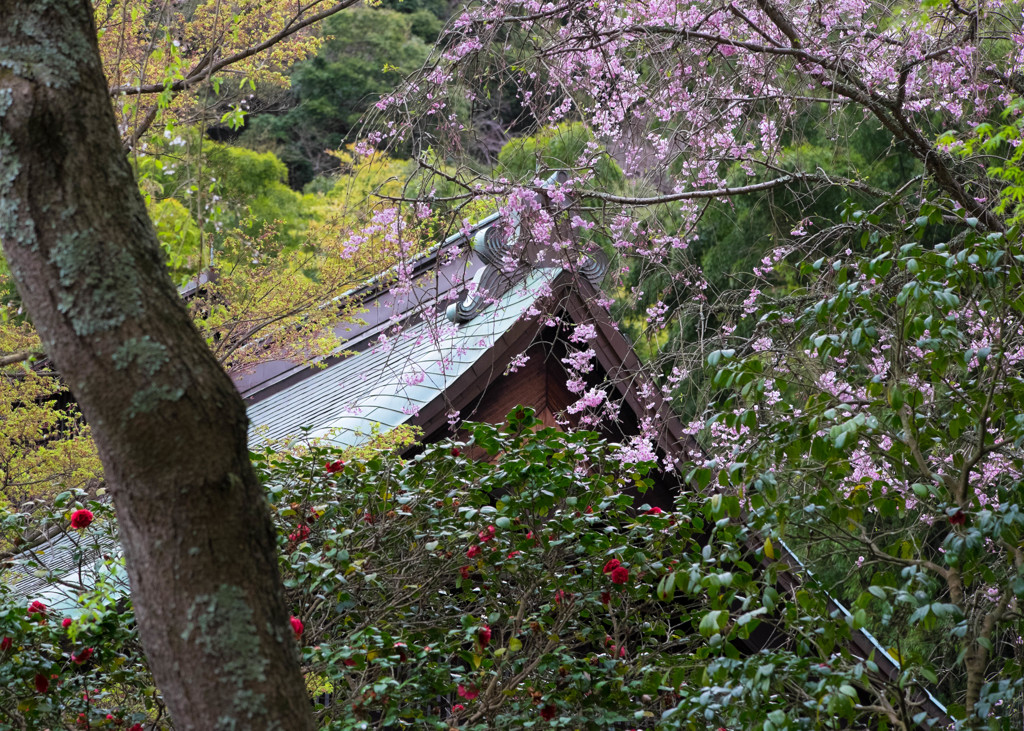 つつましく