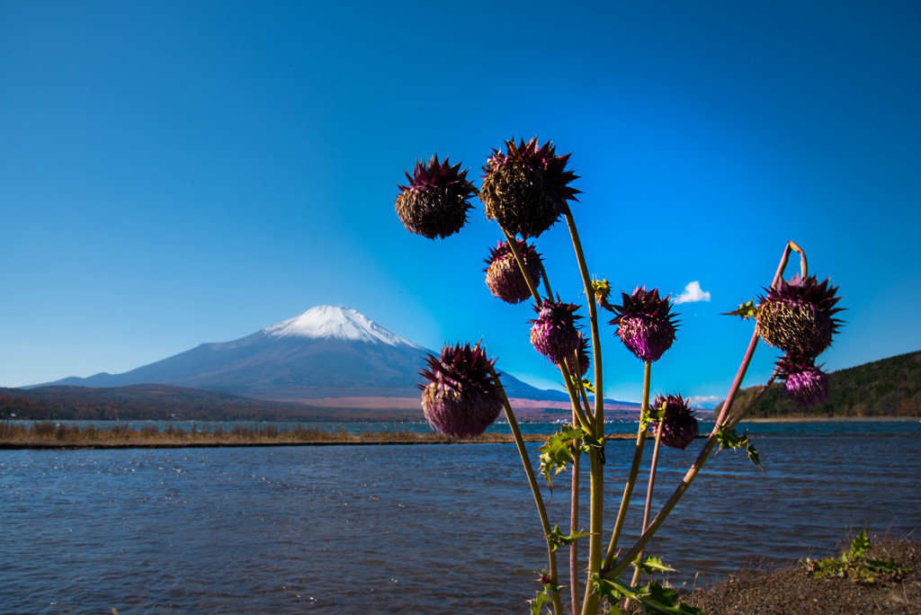 花と華