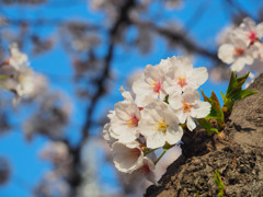 幹桜　2