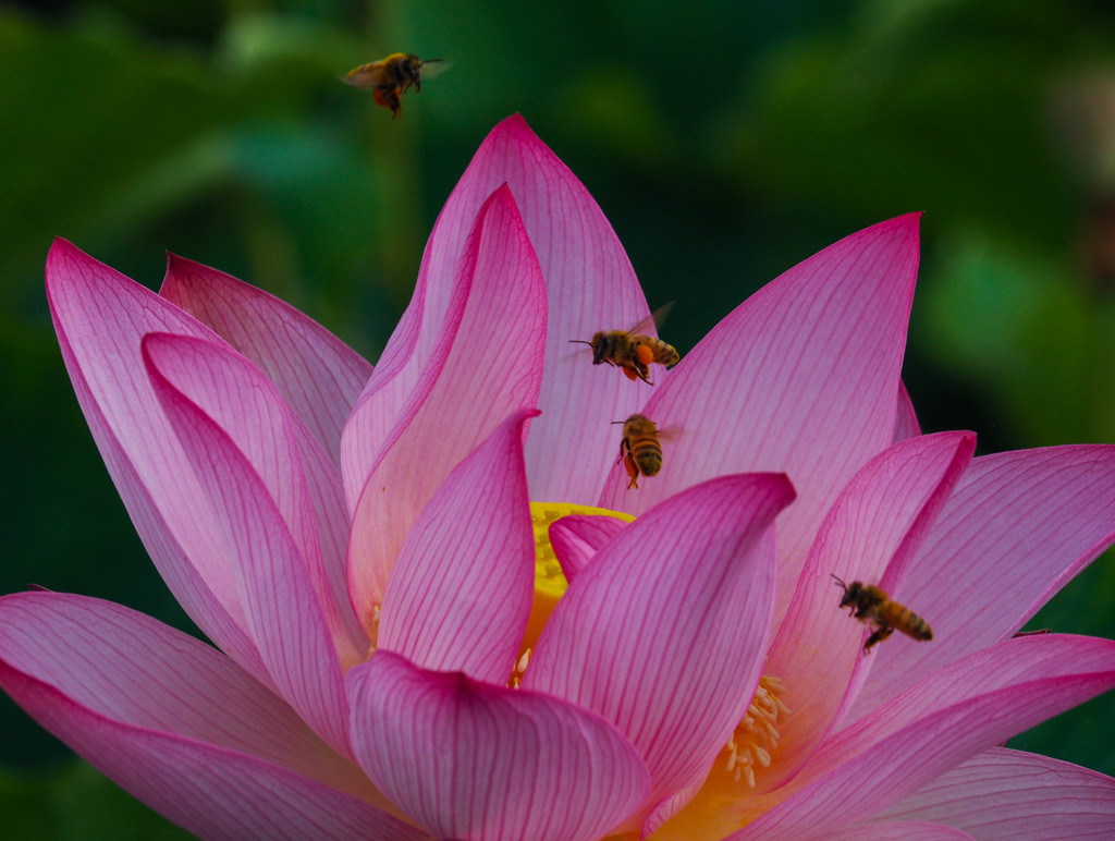 こっちの花は甘いぞ　