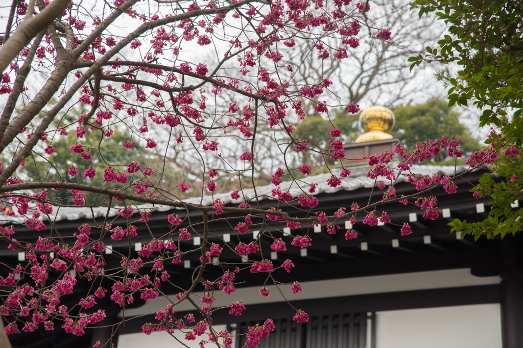 寒緋桜が彩る