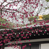 寒緋桜が彩る