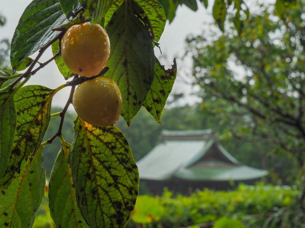 柿食えば・・・・