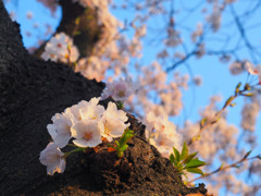 幹桜　5