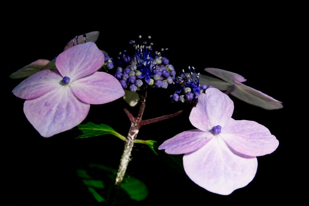 陰に咲く花