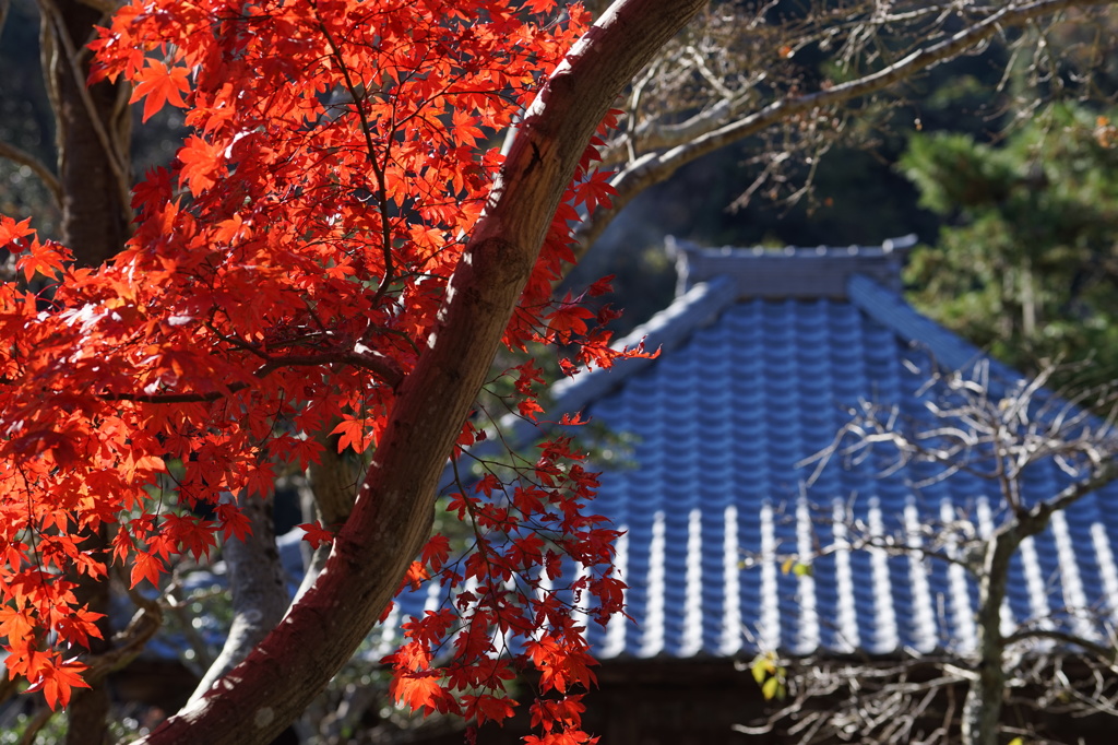 海蔵寺の紅葉