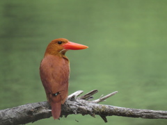 お池のアカショウビン