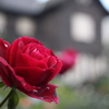 庭園の赤い薔薇