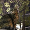 おねこさま①