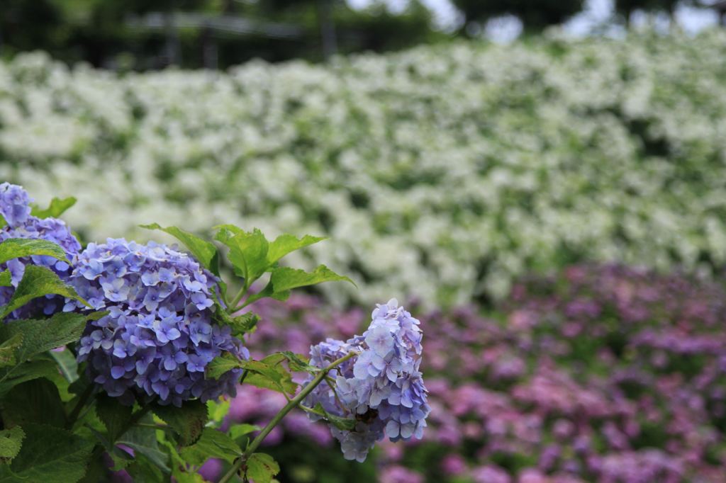 あじさい