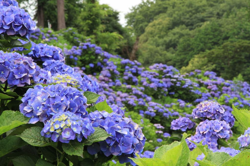 あじさい