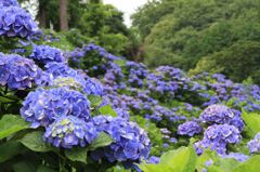 あじさい