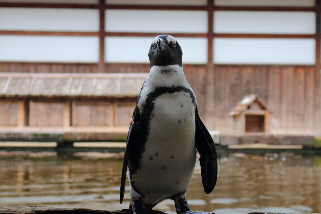 凛々しいペンギン