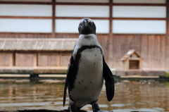 凛々しいペンギン