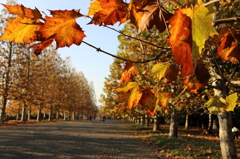 新宿御苑　紅葉