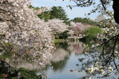 花見