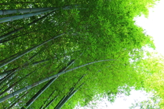 竹林