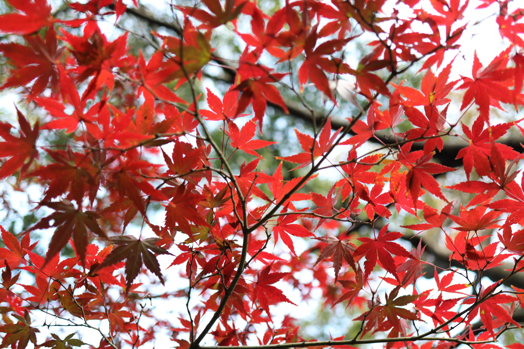 新宿御苑　紅葉
