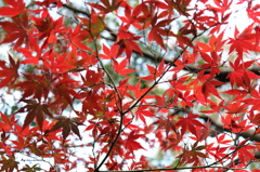 新宿御苑　紅葉