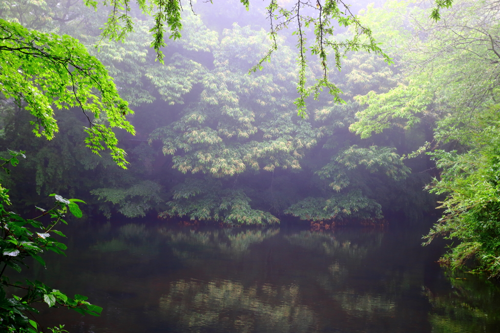幻想的な森
