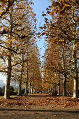 新宿御苑　紅葉