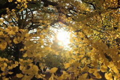新宿御苑　紅葉