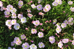 花の絨毯