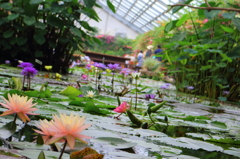 水上の花々