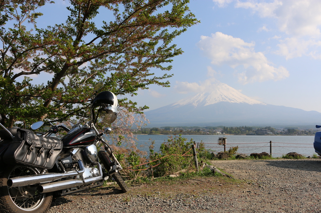 バイクと桜と河口湖と富士山