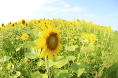 sunflower