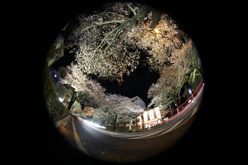 fisheye-spring1