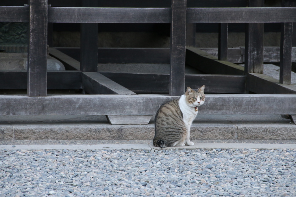 善光寺の猫