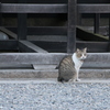 善光寺の猫