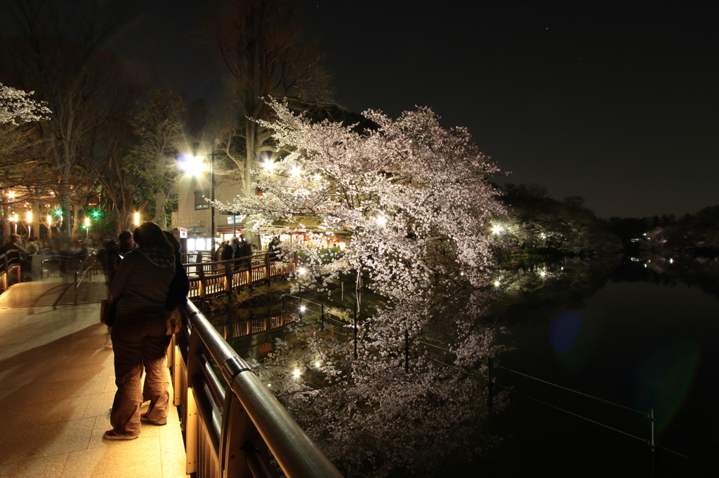 弁天橋と夜桜