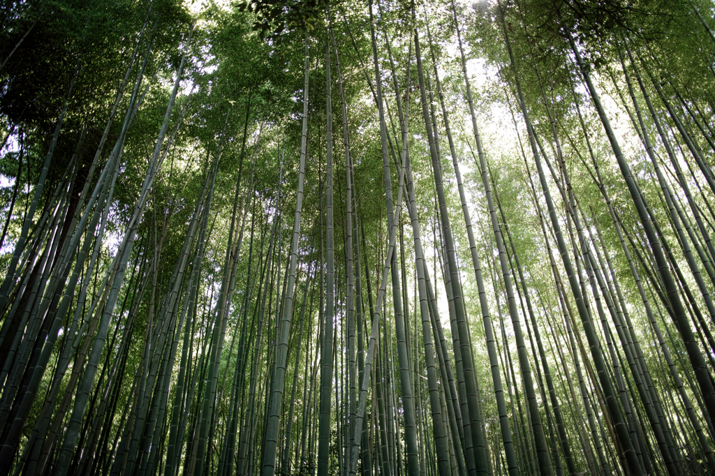 竹林の小径