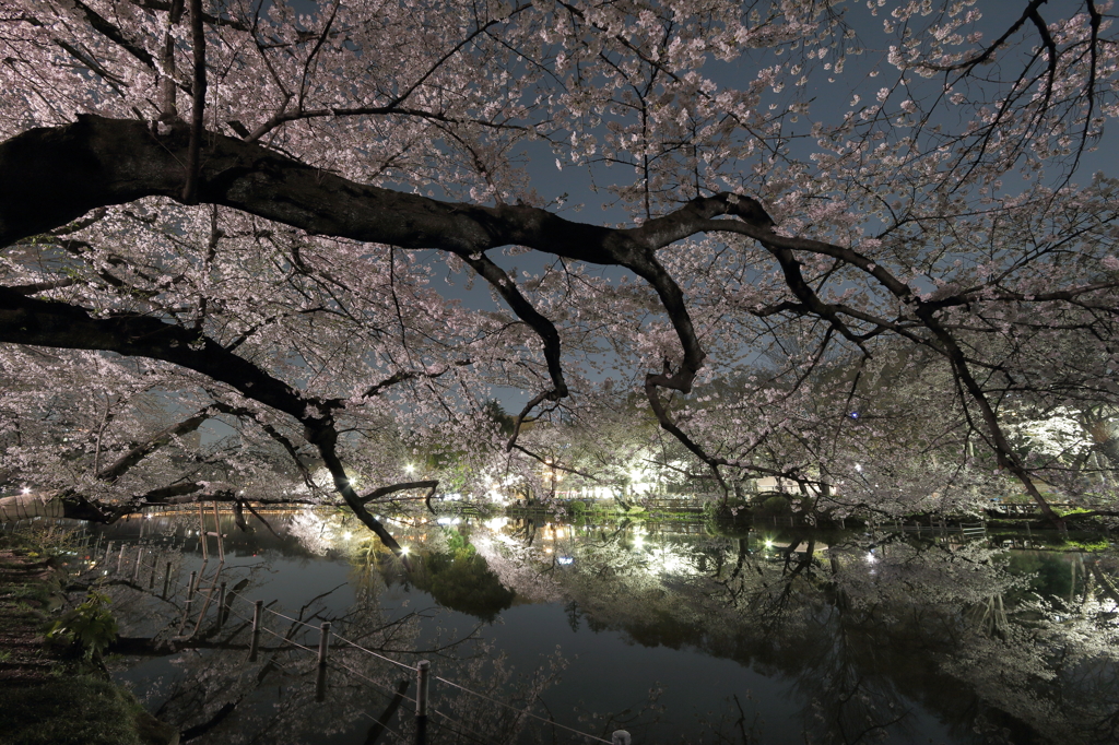 井の頭公園の夜桜