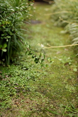 苔むす玄関先